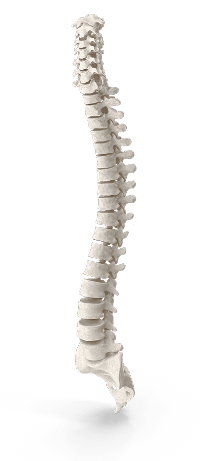 Columna vertebral